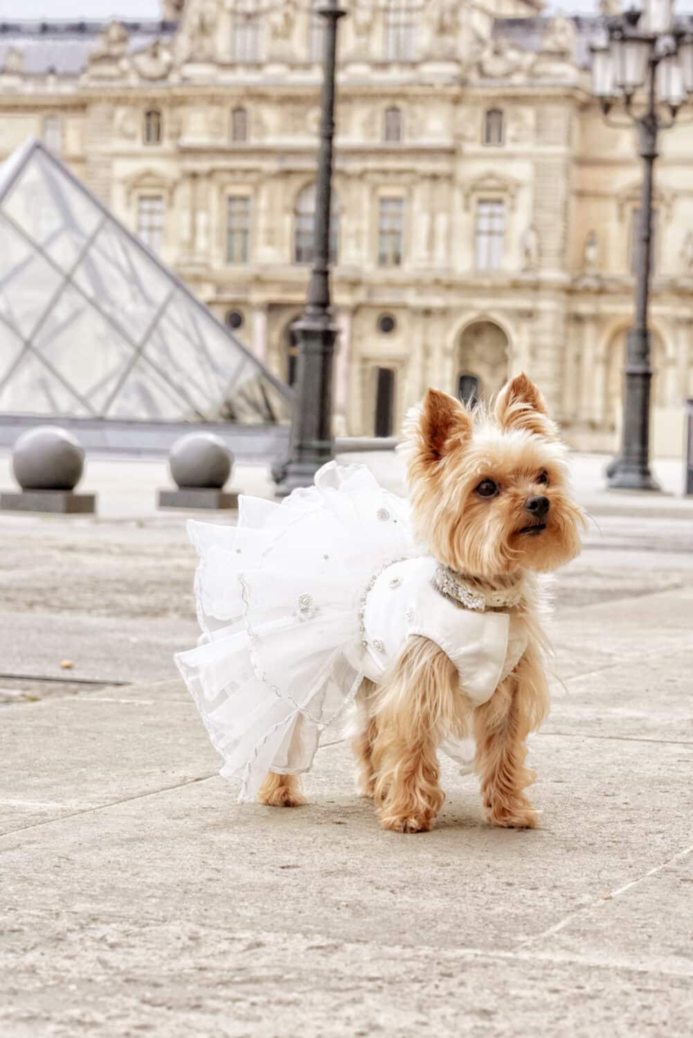 Diana & Toutouna - Une garde robe de luxe pour les chiens